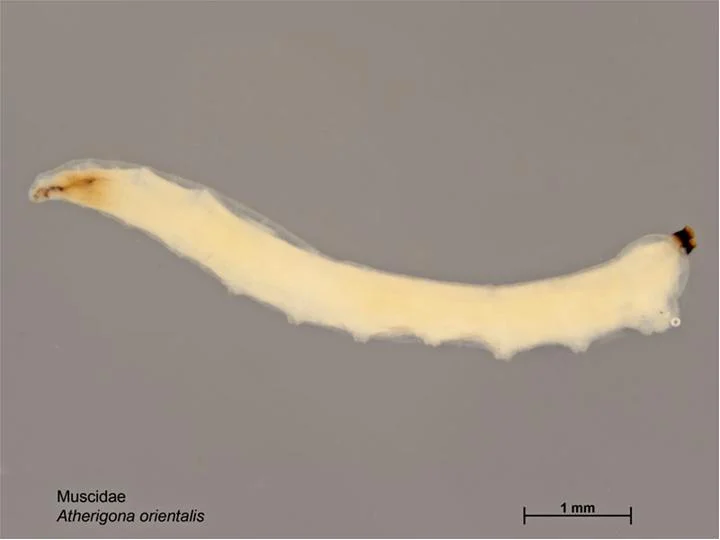 Teff shoot fly maggot: a tiny pale, legless grub found inside the leaf sheath or rotten base of a deadheart