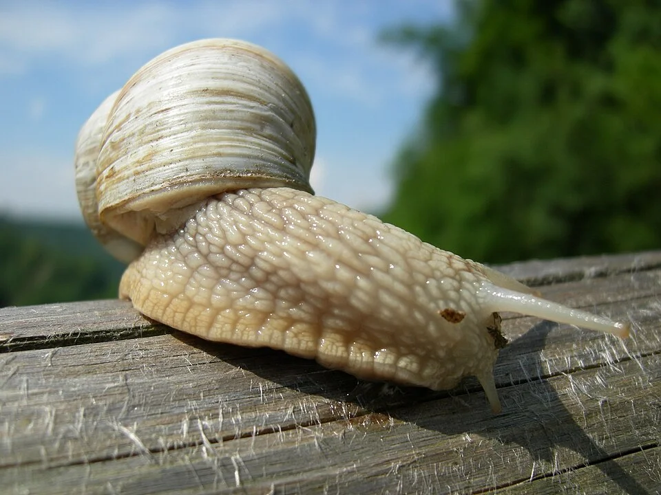 Slugs and snails