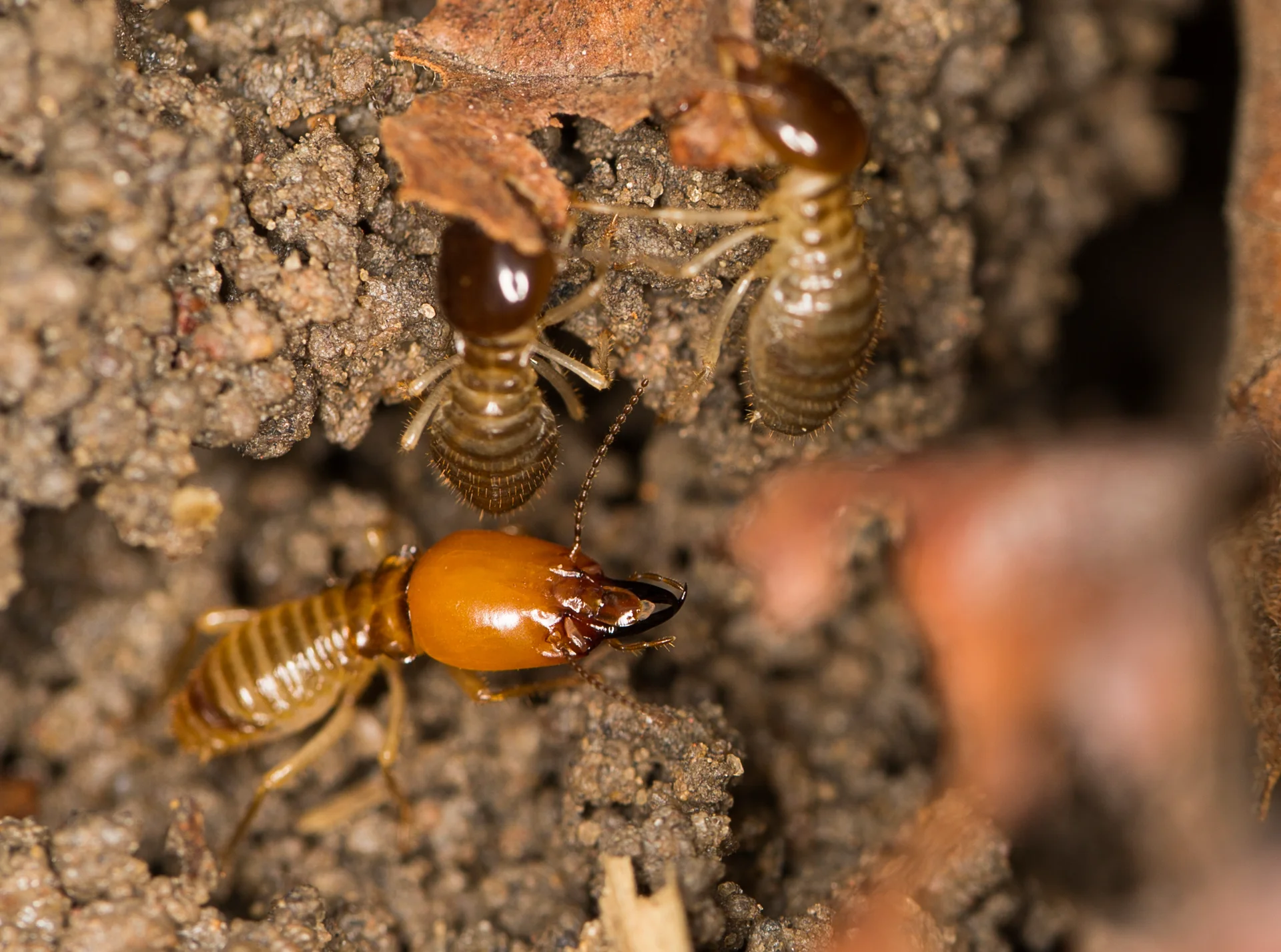 Creamy-white worker termites and an orange-brown-headed soldier with dark pincers at a soil foraging site
