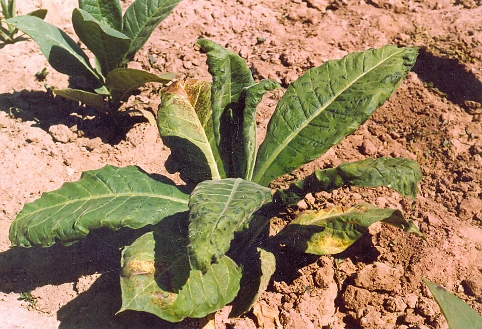 Tobacco mosaic virus