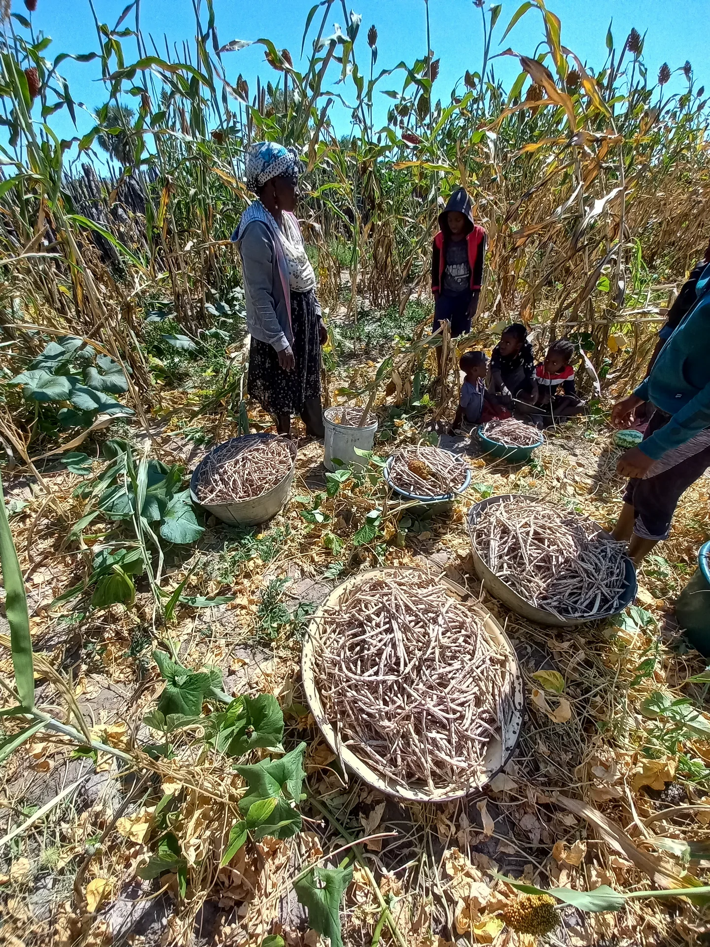 Farmers harvesting basins of dried tan cowpea pods in a field in northern Namibia