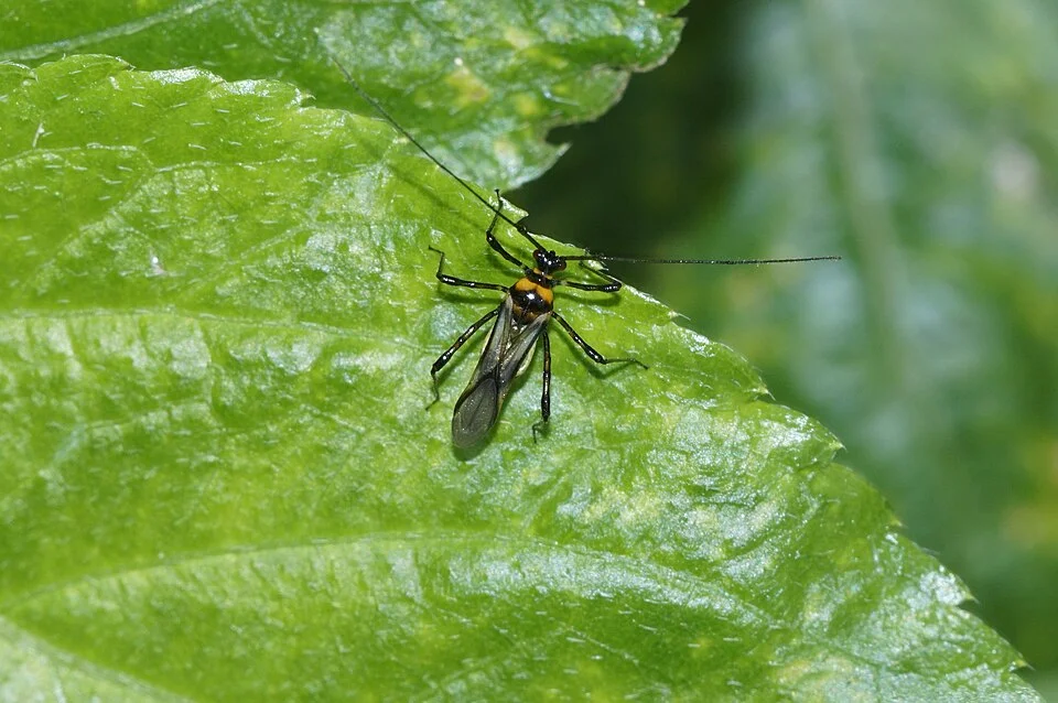 Mosquito bug (Helopeltis)