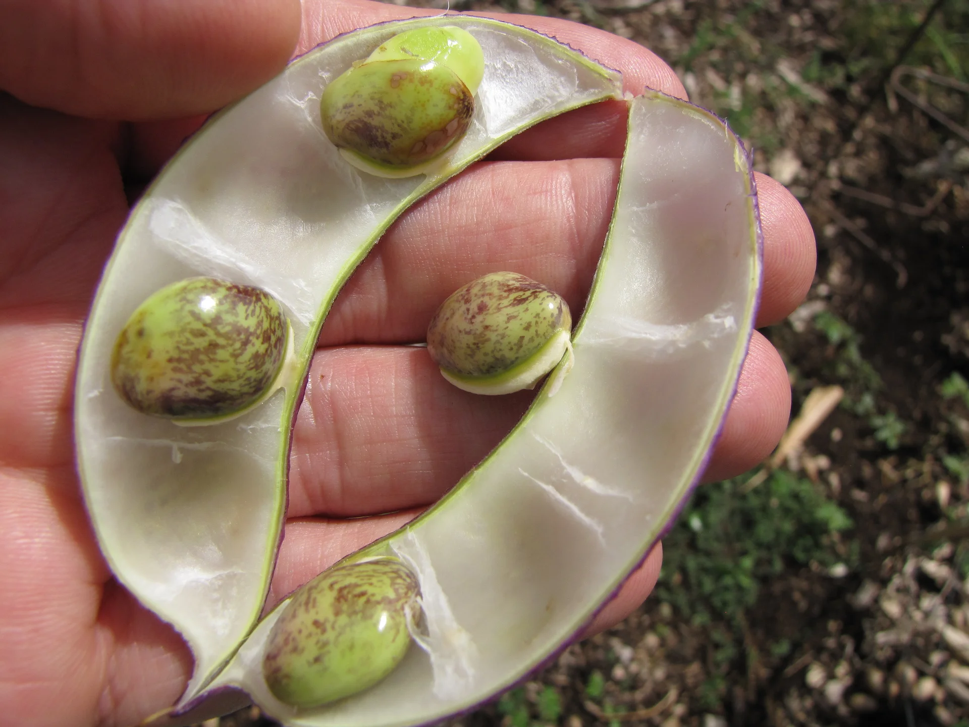Opened flat lablab pods held in a hand, showing the fresh beans inside