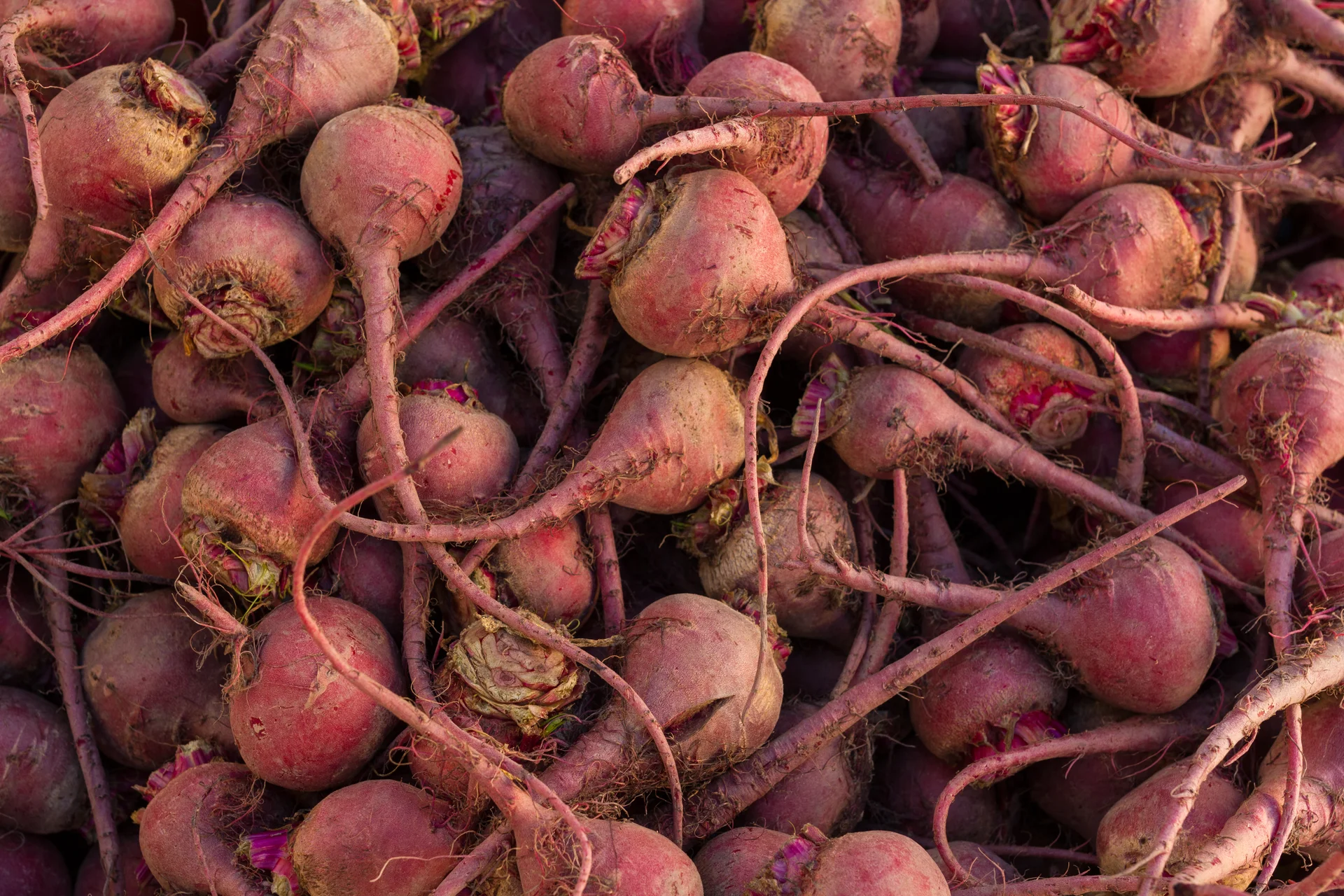 A large pile of freshly harvested round red beetroot with their tap-roots still attached