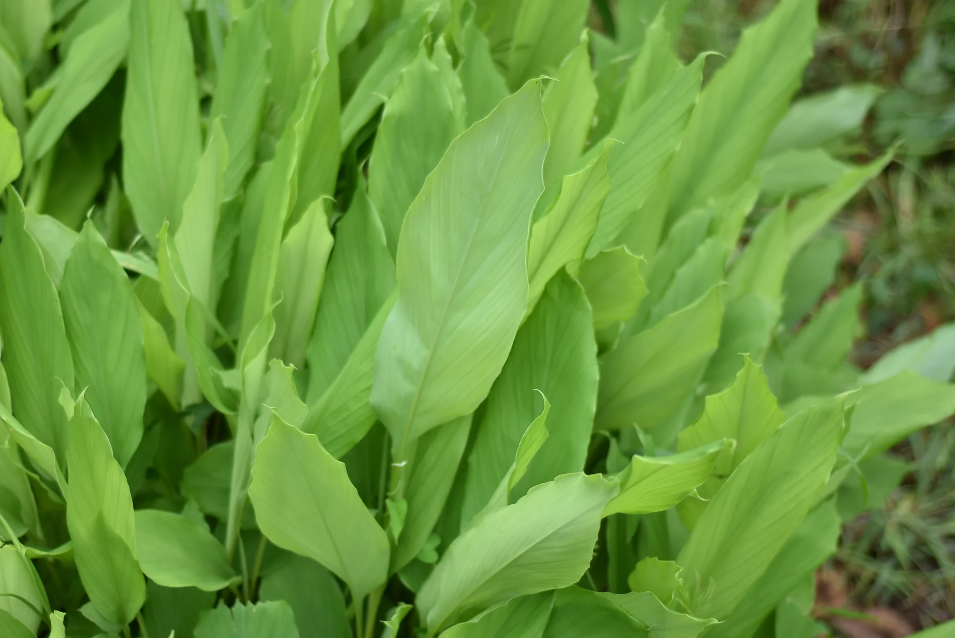 Broad green turmeric leaves, the plant on which leaf spot appears as brown haloed spots