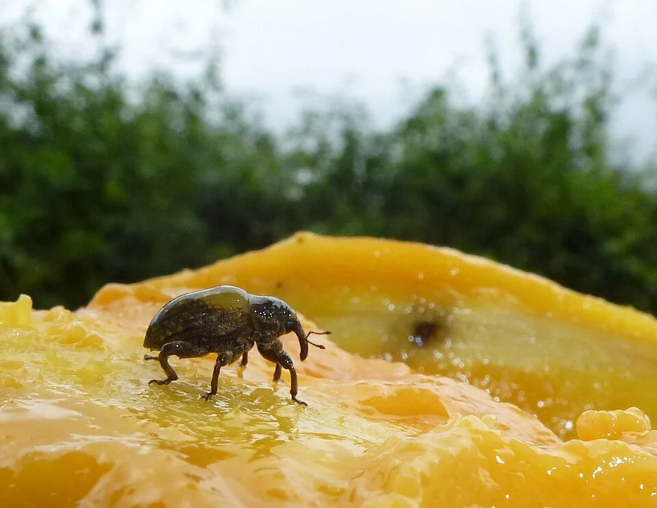 Mango seed weevil