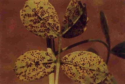 Groundnut rust