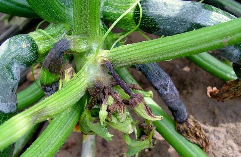 Phytophthora blight