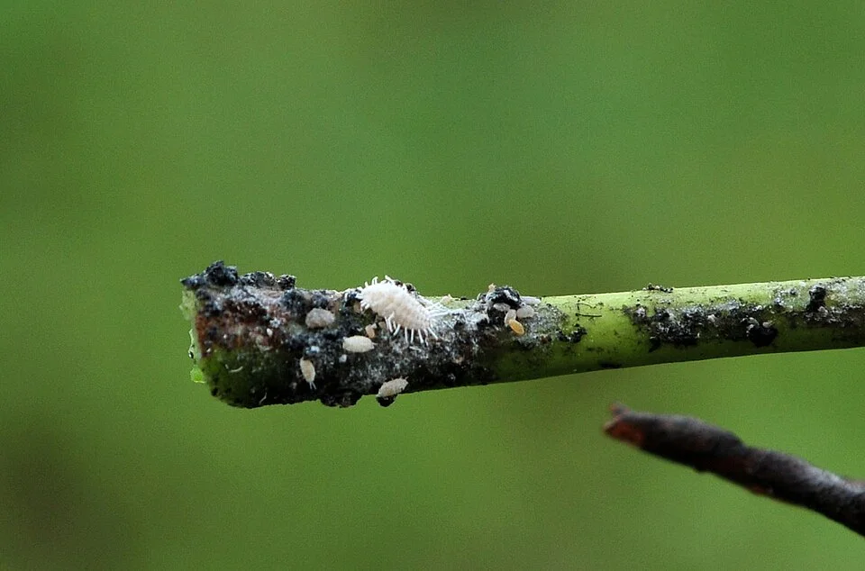 Cassava mealybug