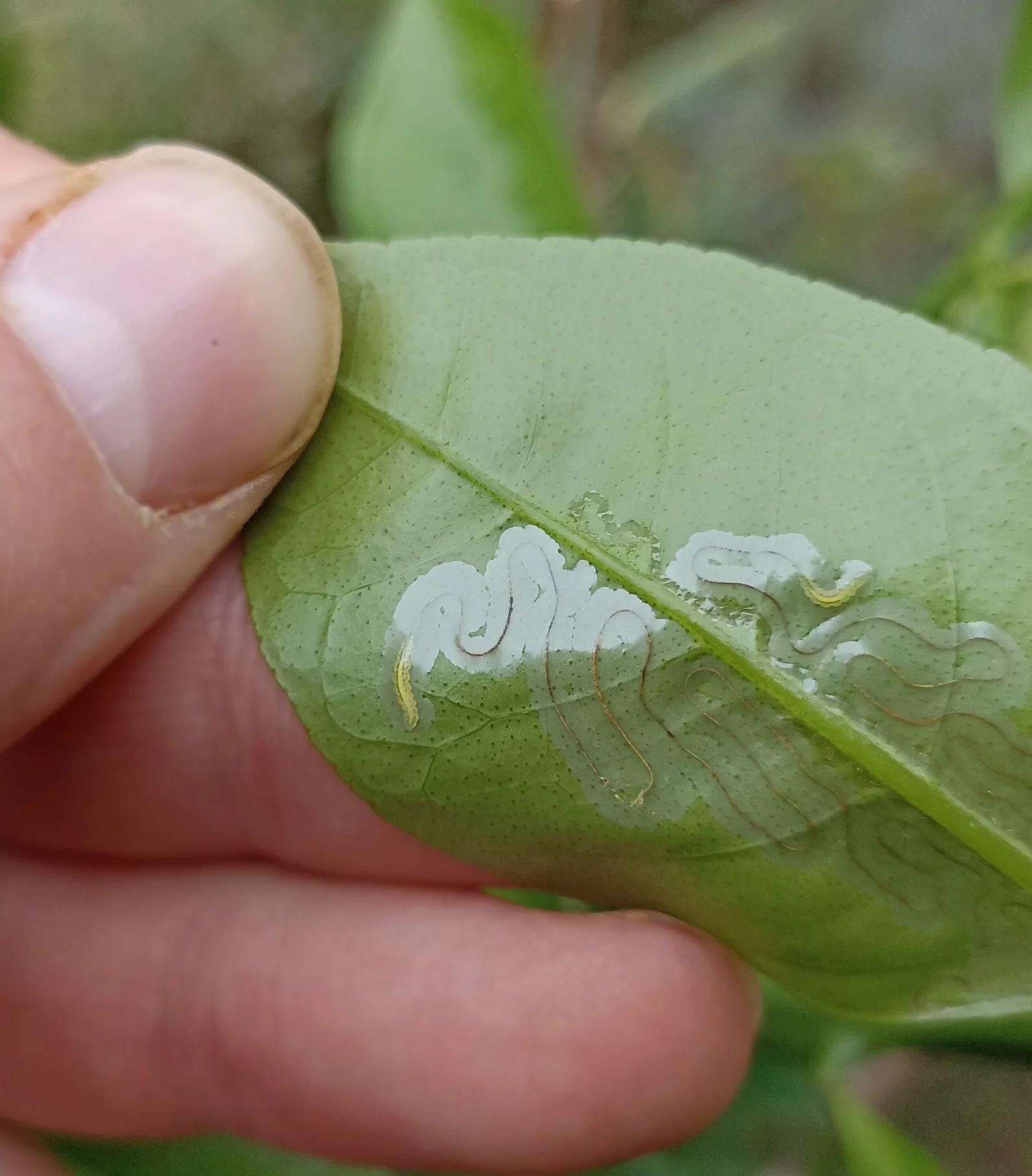 Silvery winding leafminer tunnels with a dark frass line snaking across a citrus leaf held in hand, a tiny pale grub visible at a tunnel tip