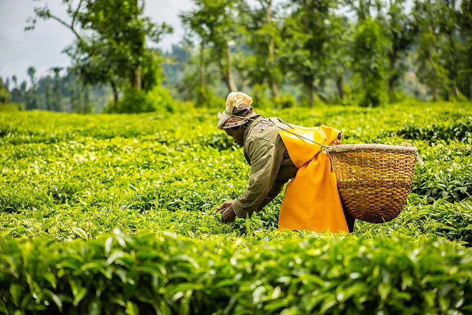 Tea