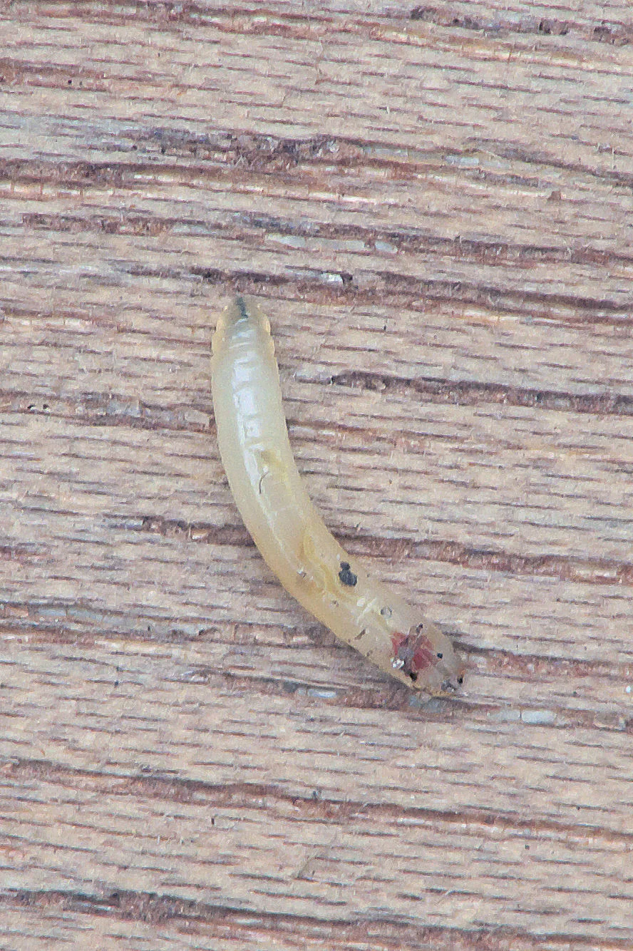Creamy-white, legless carrot fly maggot about 1 cm long with a pointed head