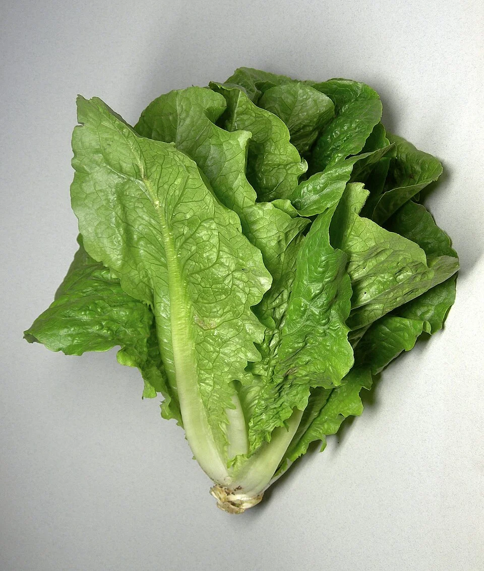 Lettuce