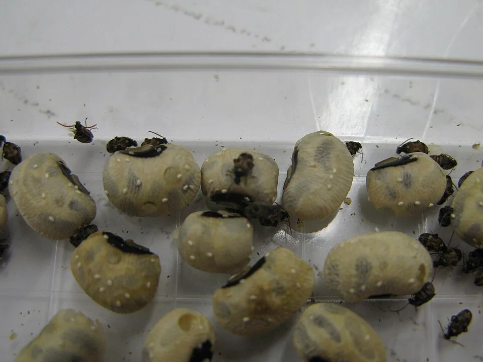 Bruchids (bean and cowpea weevils)