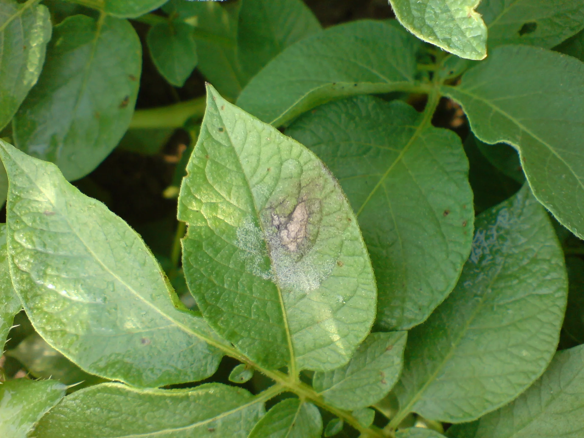 Late-blight lesion on a potato leaf ringed by fuzzy white sporulation on the underside