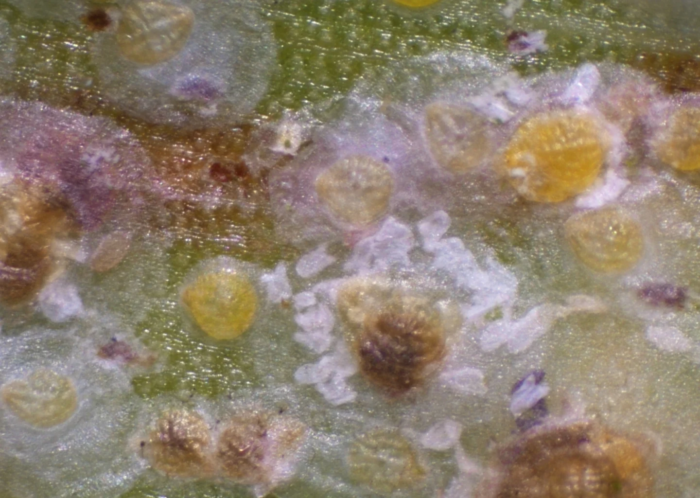 A colony of circular armoured scales packed close together on the plant surface, the way rhizome scale builds into a grey crust around the buds of ginger and turmeric