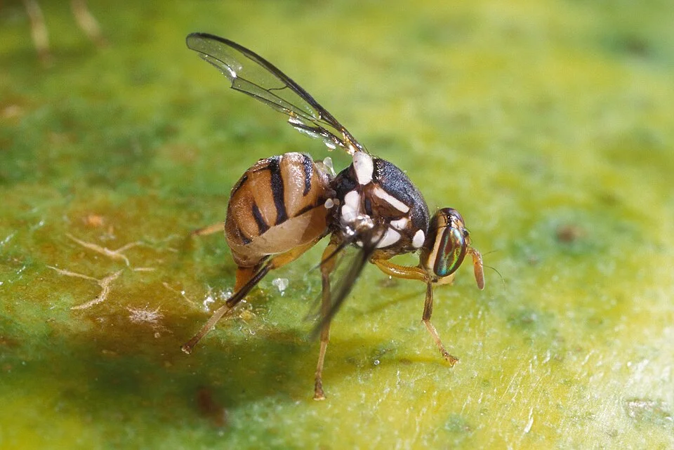 Fruit flies