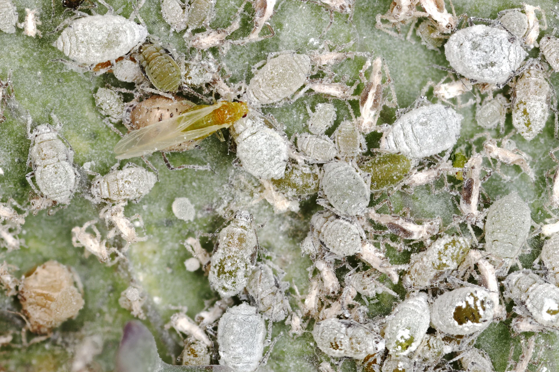 Dense grey mealy cabbage aphid colony packed on a kale leaf