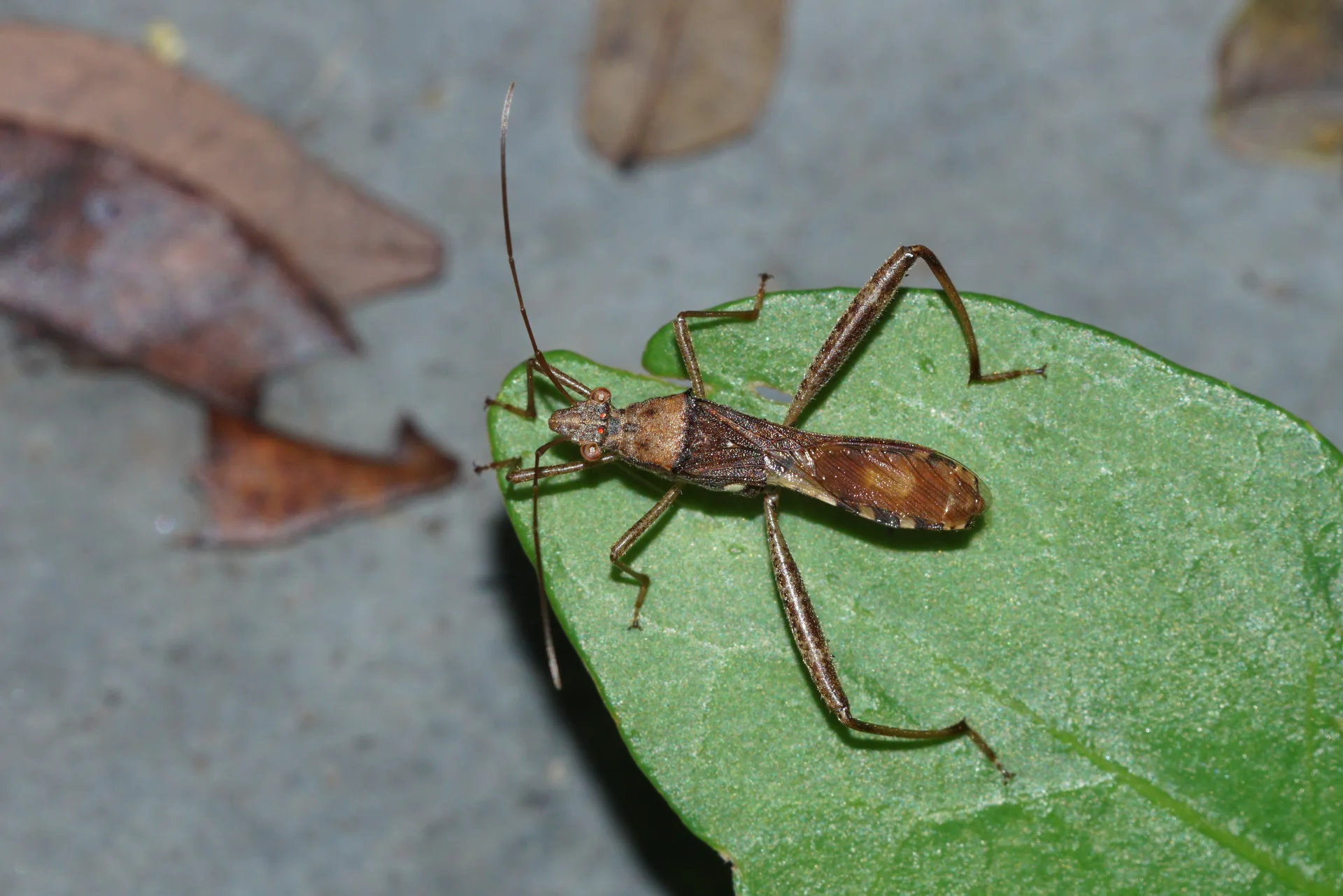 A narrow, dull-brown pod-sucking bug with long striped legs and a needle-like beak, resting on a green leaf