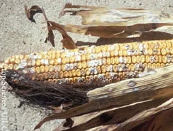 Harvested maize cob with the husk pulled back showing kernels dulled and coated in patches of grey-white ear-rot mould