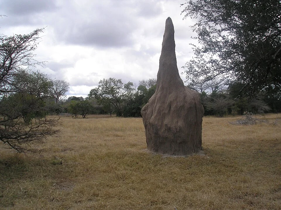 Termites