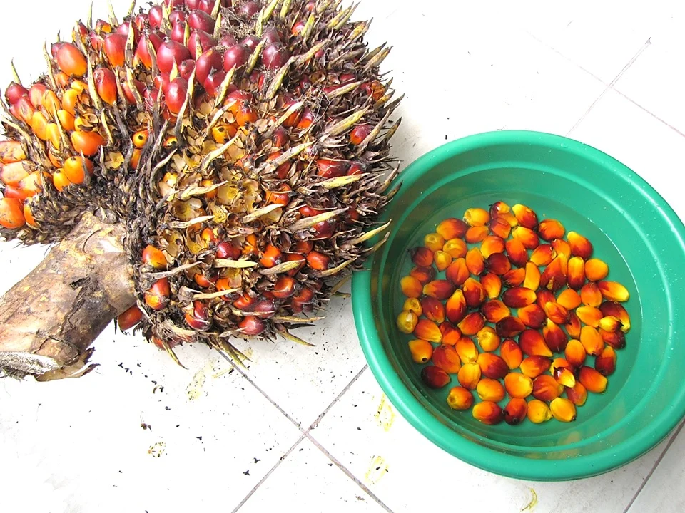 A ripe oil palm fruit bunch with its tight cluster of red-orange fruitlets, beside a bowl of loose fruits — the fruit bunch is the part of the palm that bunch rot attacks and rots on the tree.