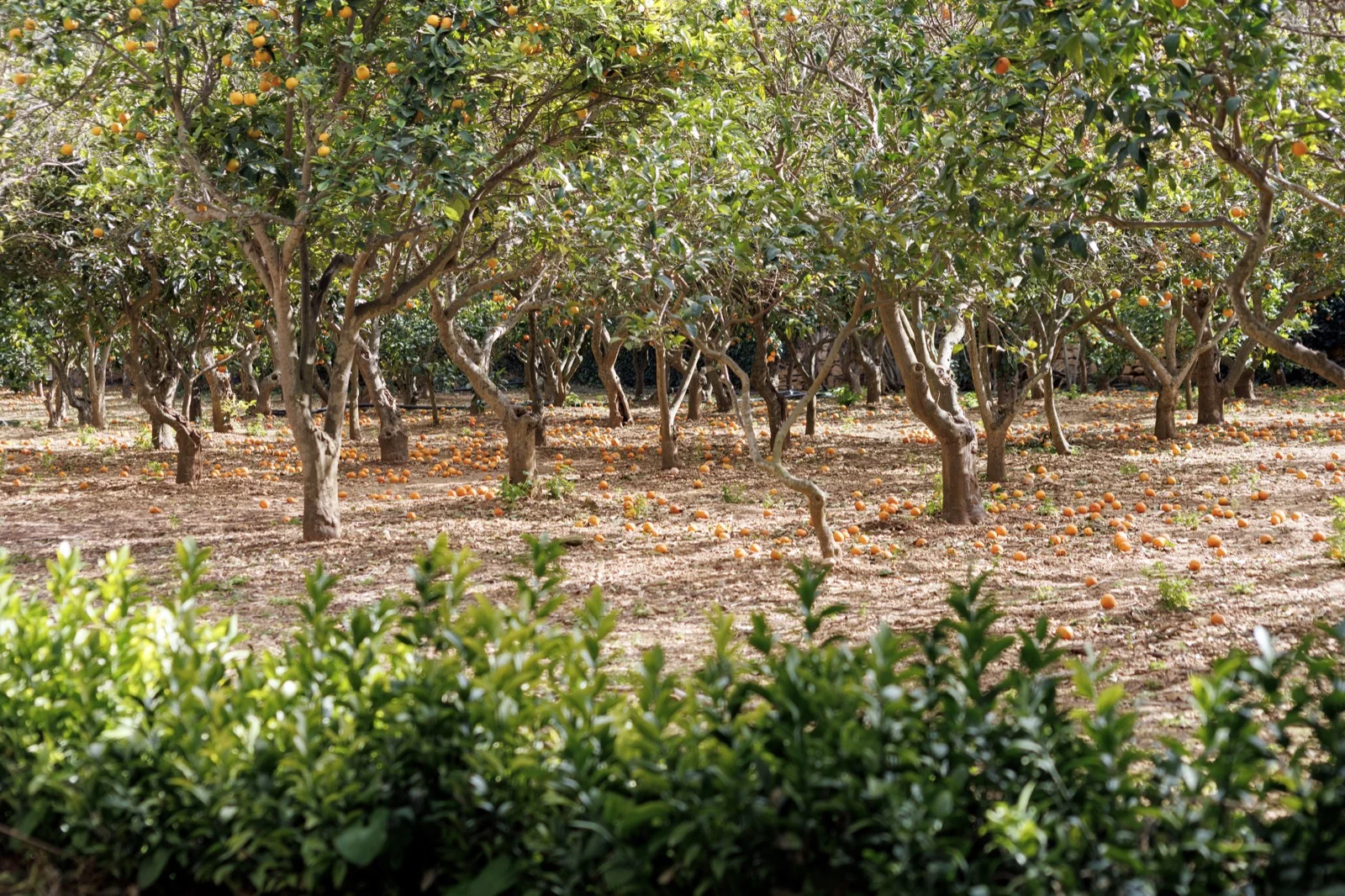 Sweet orange orchard with ripe fruit on the trees and windfalls on the ground