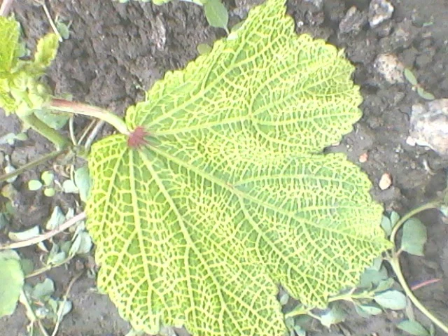 Okra yellow vein mosaic virus