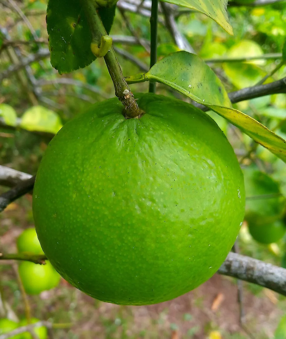 Lime