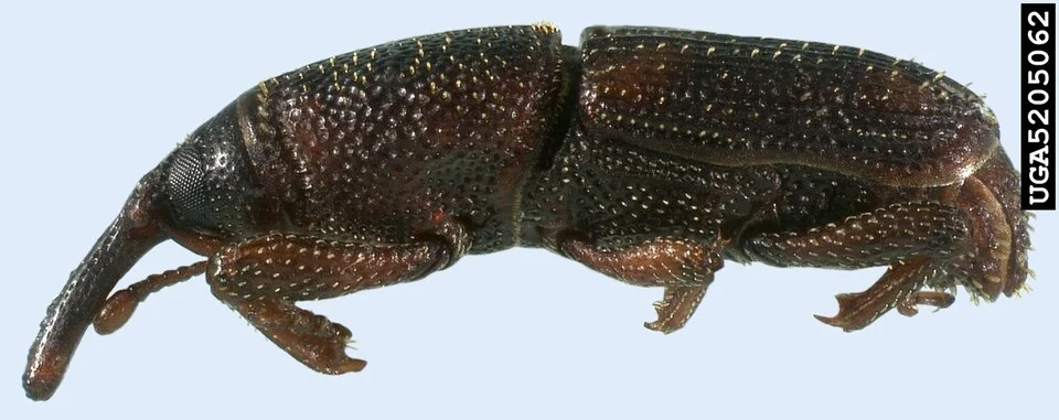 Maize weevil