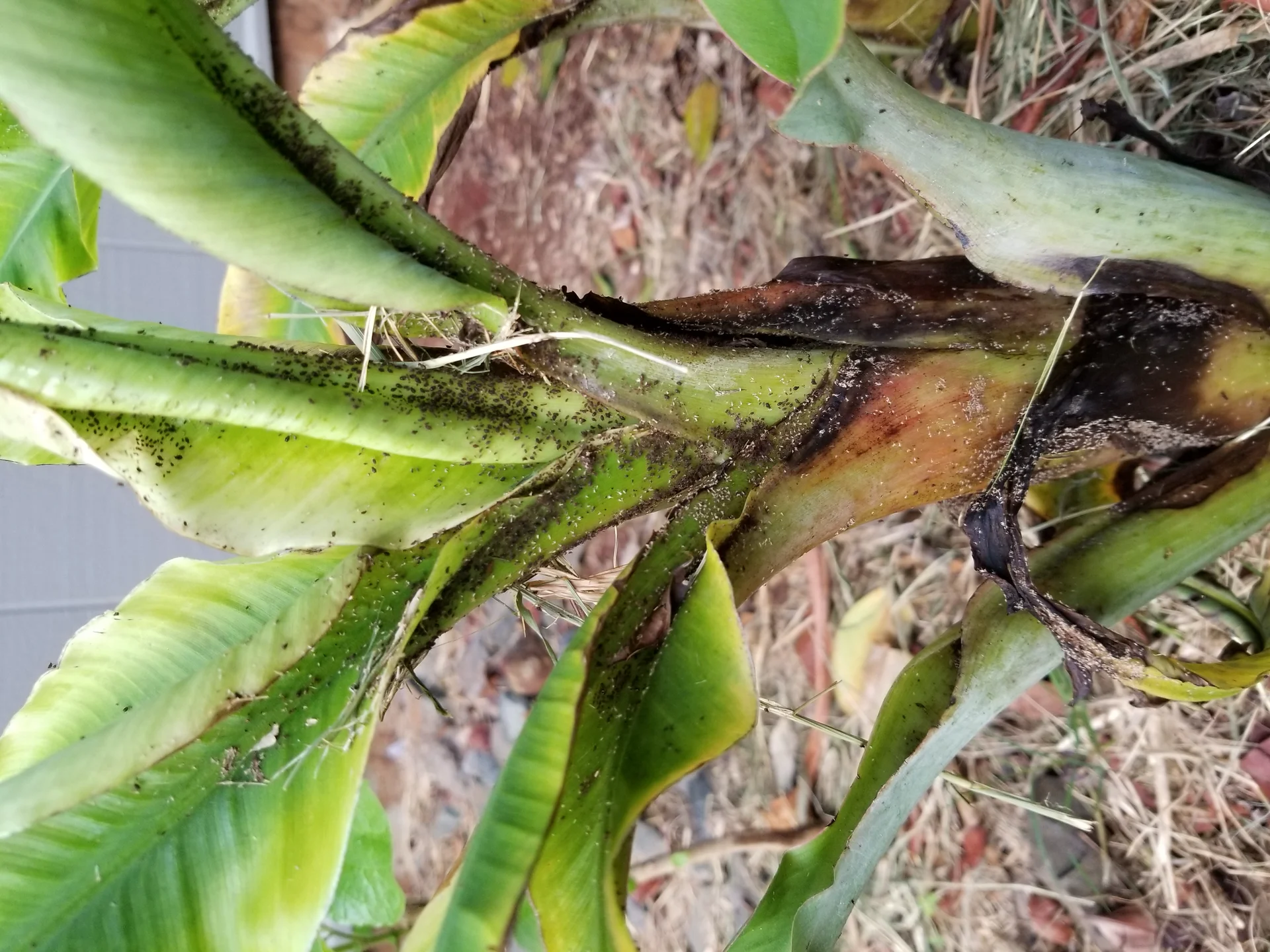 Dense colonies of dark banana aphids clustered on the leaf sheaths and base of a banana pseudostem — the insect that carries banana bunchy top virus