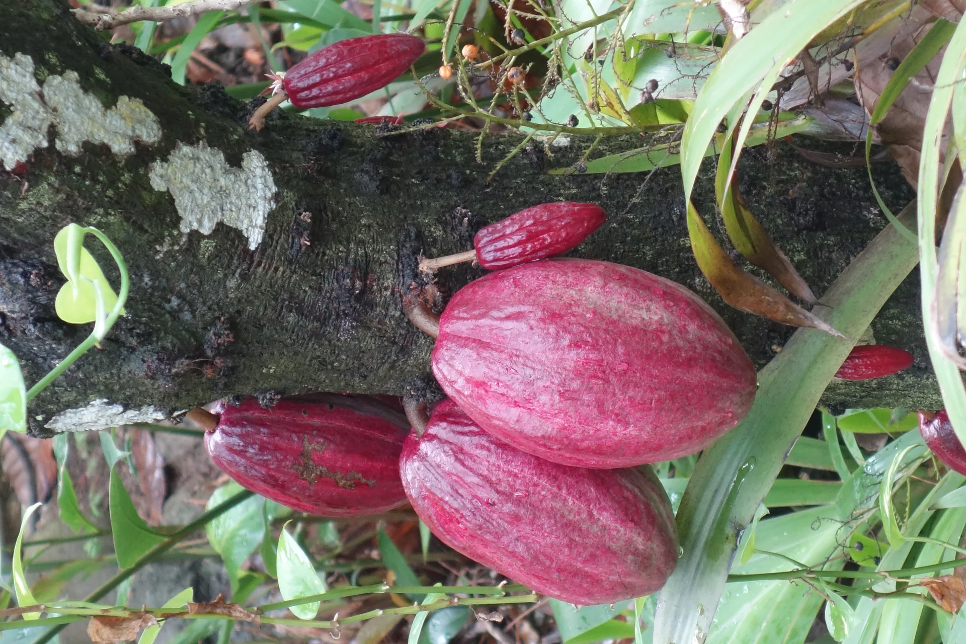 Cocoa pods growing straight out of the trunk of a cocoa tree