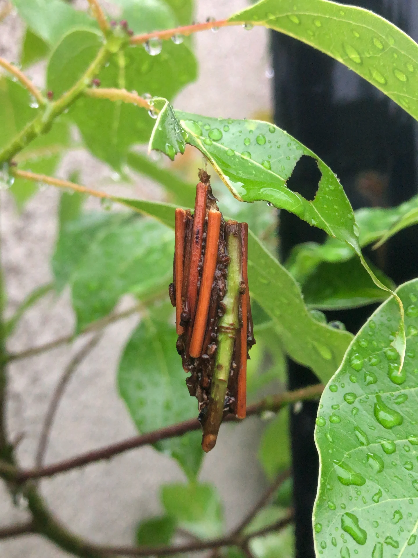 A bagworm's stick-covered hanging bag on a green leaf, with a chewed hole and ragged feeding damage in the leaf beside it