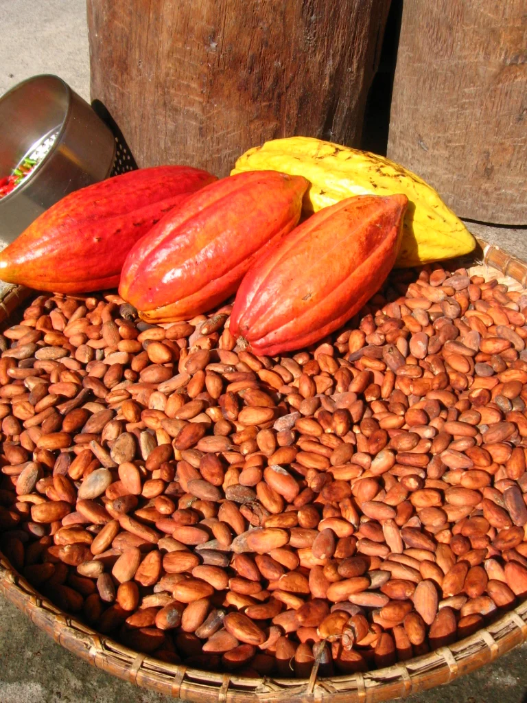 Ripe red, orange and yellow cocoa pods resting on a basket of fermented brown cocoa beans