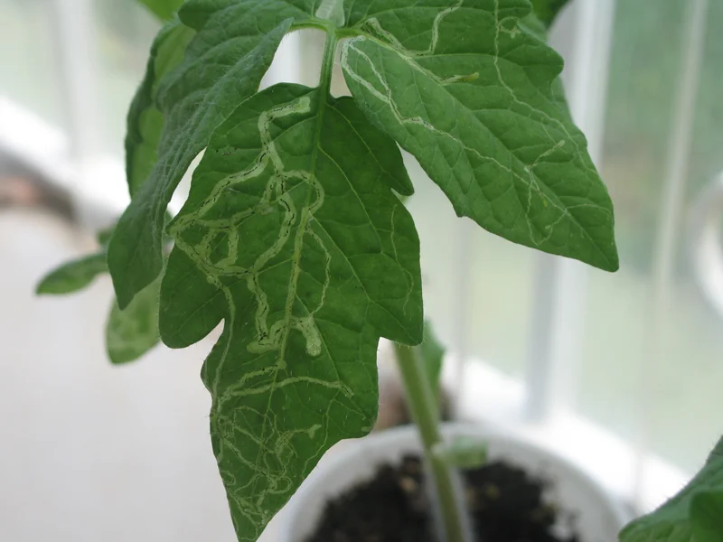 Winding white leaf-miner trails on the leaves of a young tomato transplant