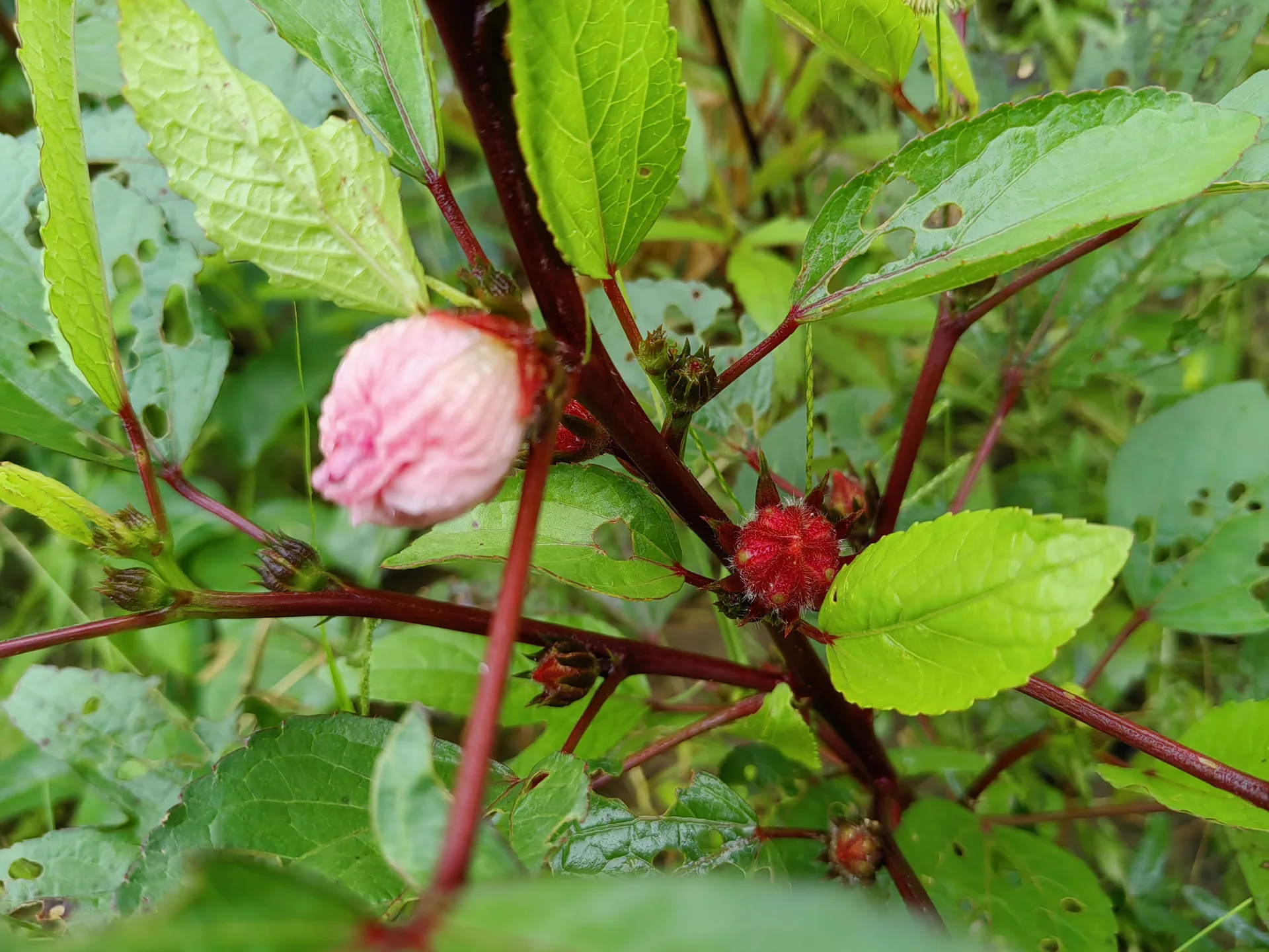 A roselle plant in the field with deep-red stems, a flower bud and swelling red calyces forming at the leaf joints