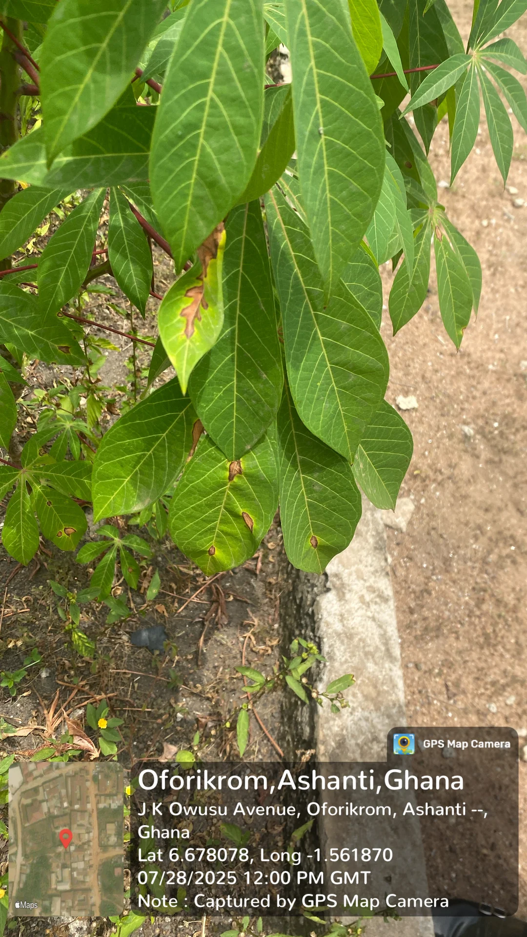 Diseased cassava plant in a field in Ghana, its leaves showing yellowing, patchy discolouration and dying leaf tips.