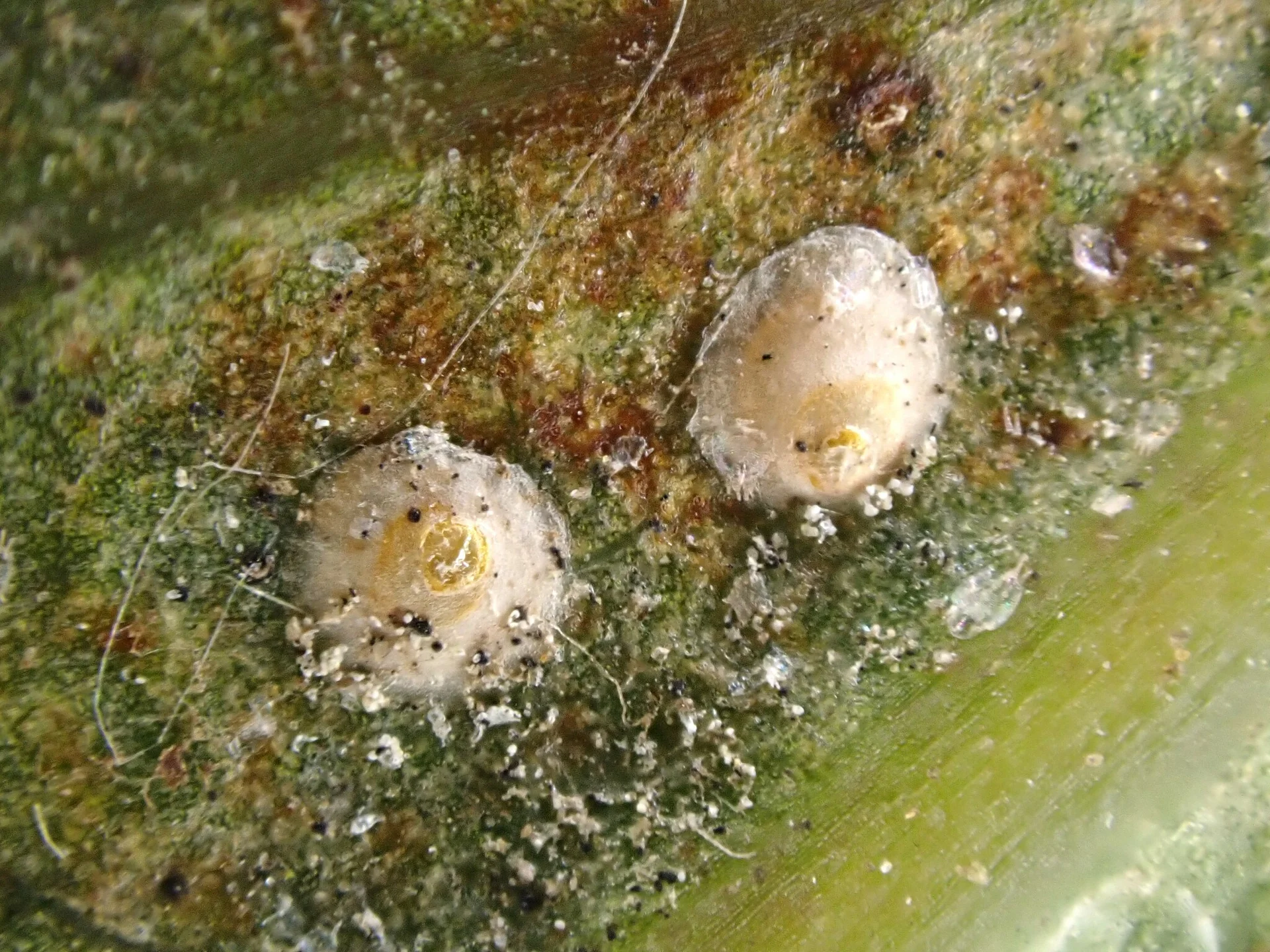 Close-up of armoured scale insects: circular, flat, grey-white caps with the soft yellowish body showing through, stuck fast to the plant — the same hard scale that crusts ginger and turmeric rhizomes