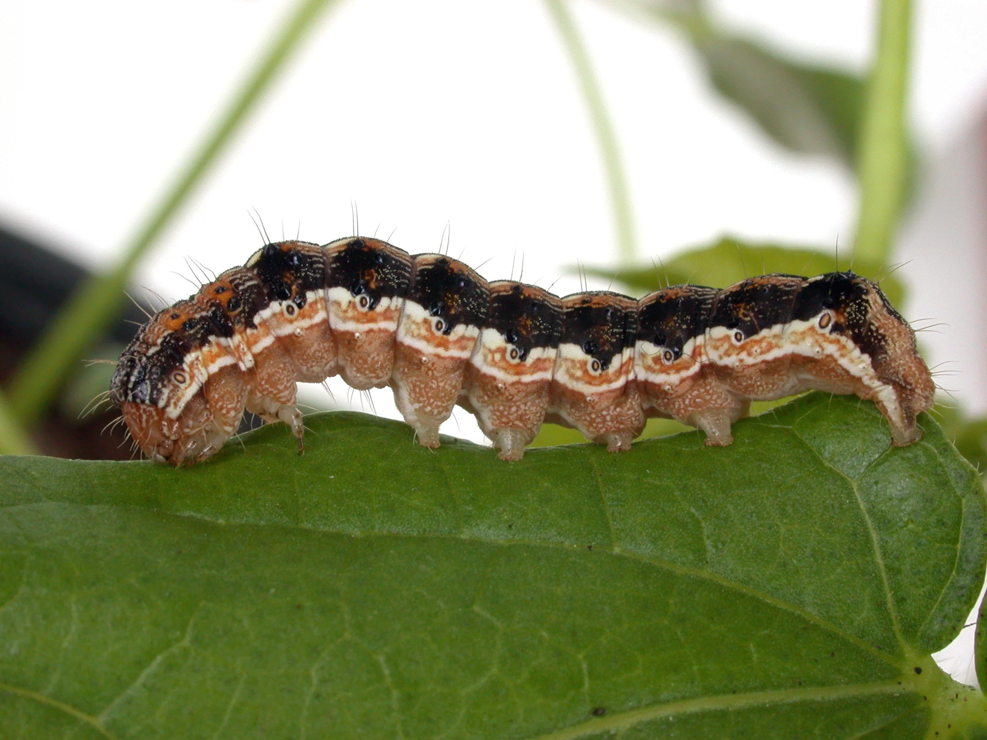 African bollworm caterpillar on a leaf, showing pale wavy stripes along the sides, dark saddle blotches and a rough, bristly body.