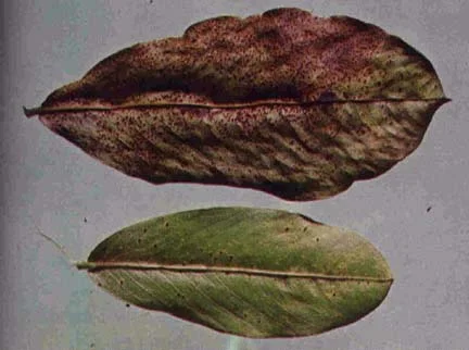 Groundnut rust