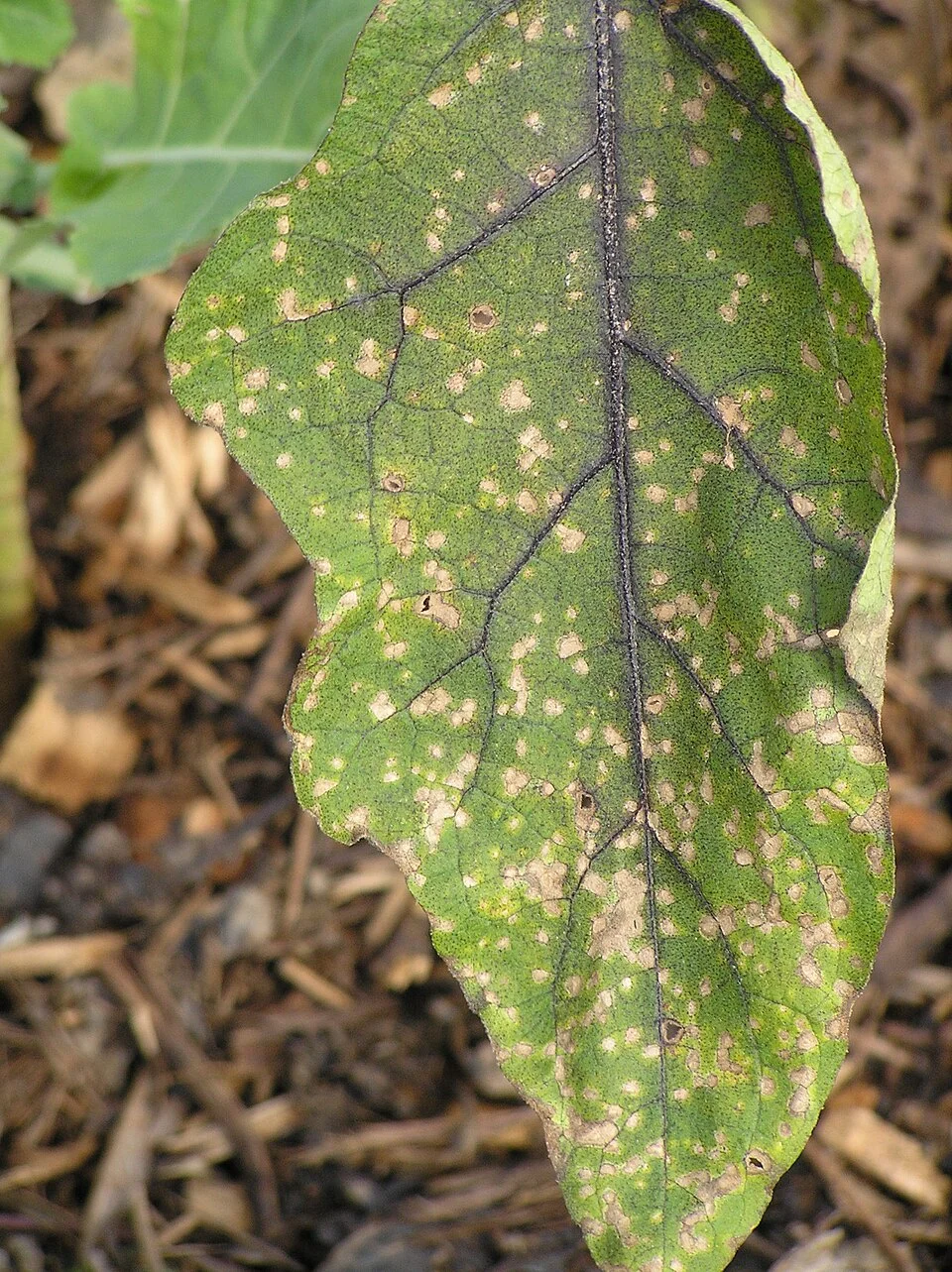 Leaf spot