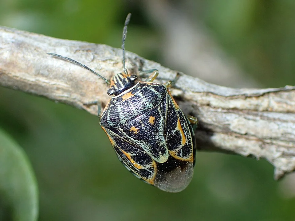 Antestia bug