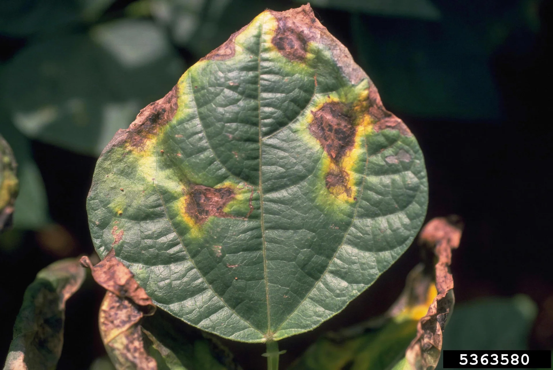 Common bacterial blight on a bean leaf: brown dead patches ringed by bright yellow halos, with scorched leaf edges