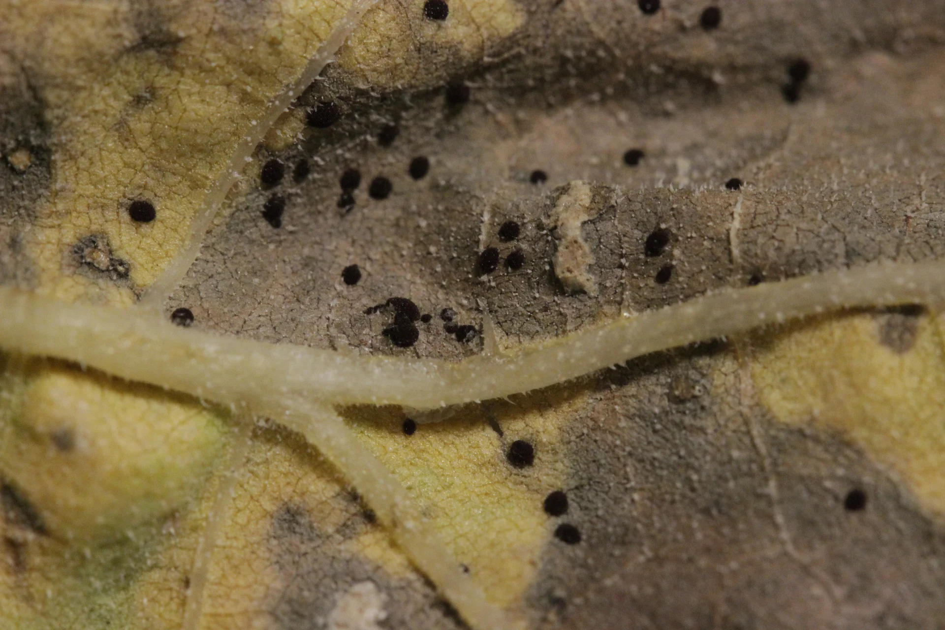 Close-up of dark, almost black rust pustules dotted across a browning sunflower leaf underside