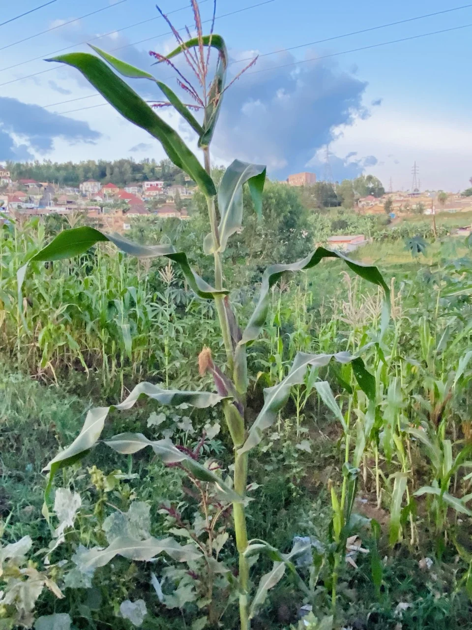 A maize plant growing in a smallholder field, with tall green leaves, a tassel on top and a developing cob on the stem.