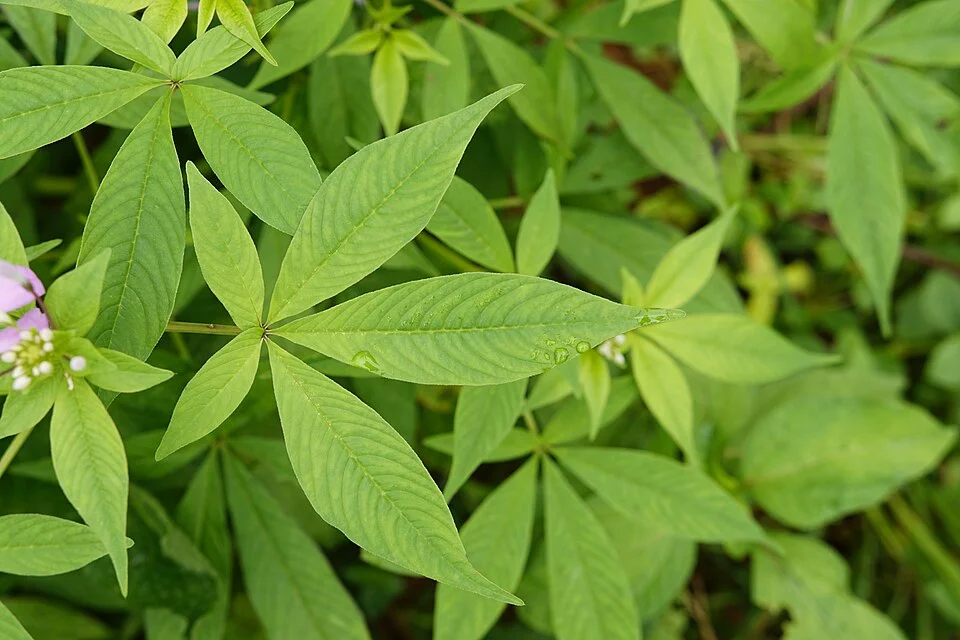 Spider plant foliage — the palmate compound leaves (5 leaflets) harvested as a leafy vegetable