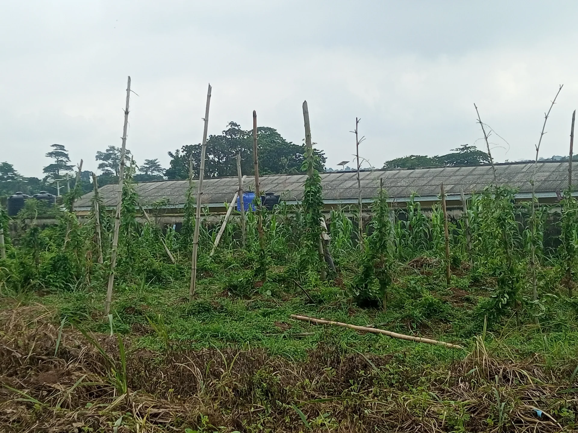Yam vines climbing tall stakes in a farm field