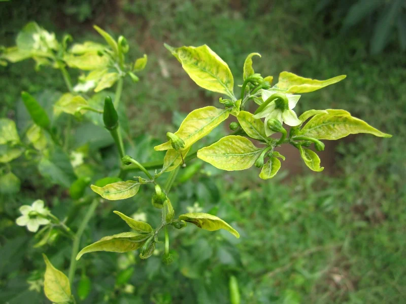 Whole shoot with bright-yellow, upward-curling upper leaves — the classic yellow-leaf-curl symptom of the whitefly-borne begomovirus, here on a pepper (a host of the same virus).