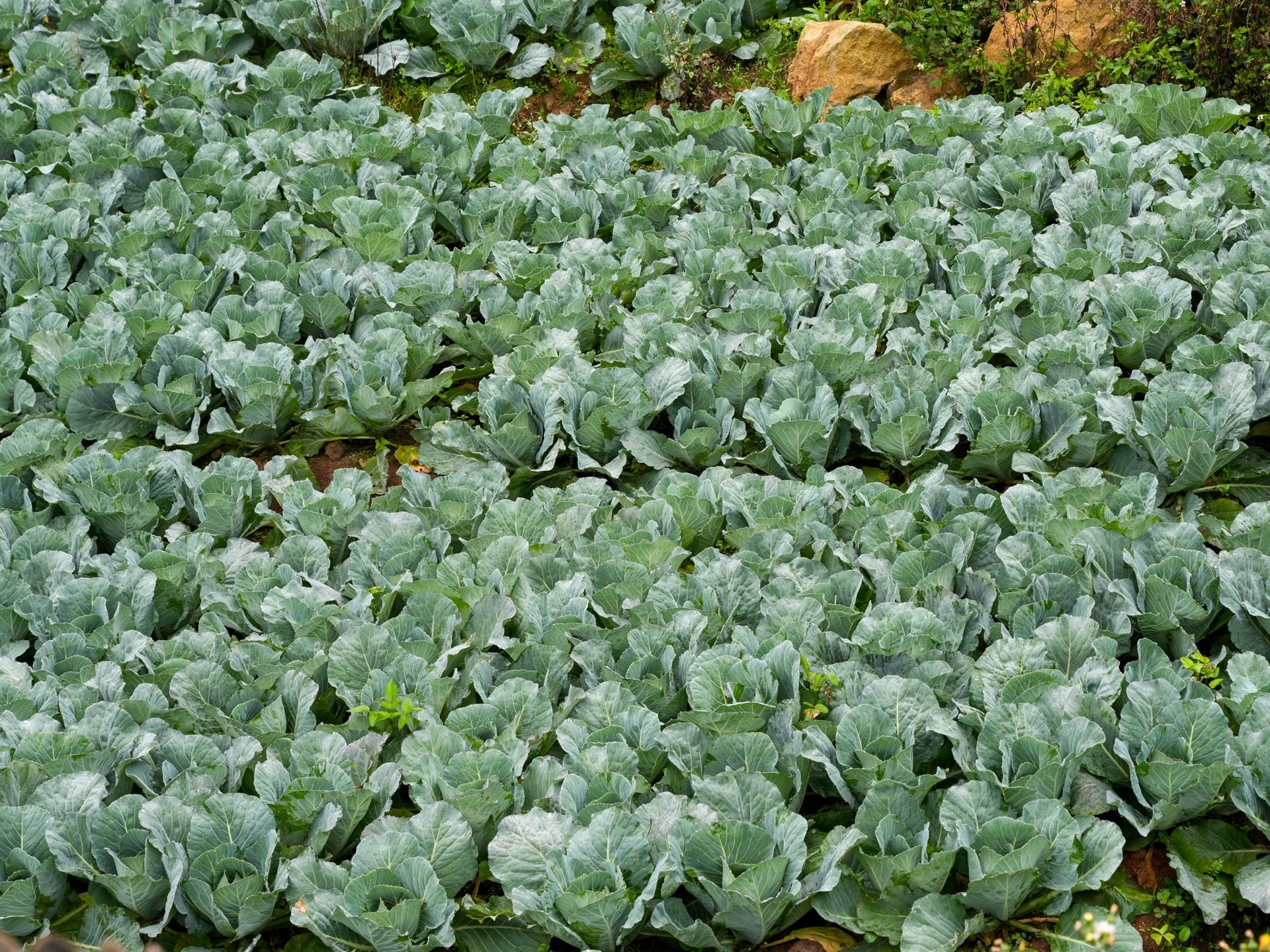 A smallholder field of green head cabbage plants growing in rows, their blue-green wrapper leaves spreading out as the heads form