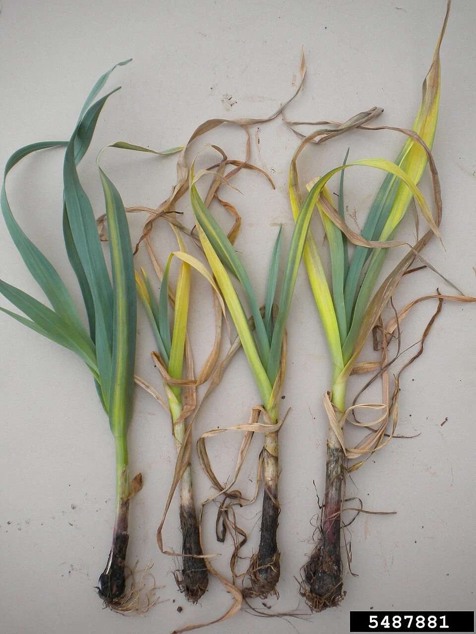 White rot